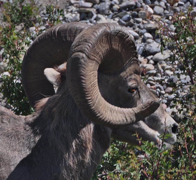 Big Horn sheep